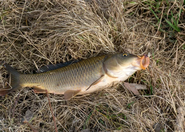 Photography Caught Carp Grass Fishing Hobby Early Spring Nature — Stock Photo, Image