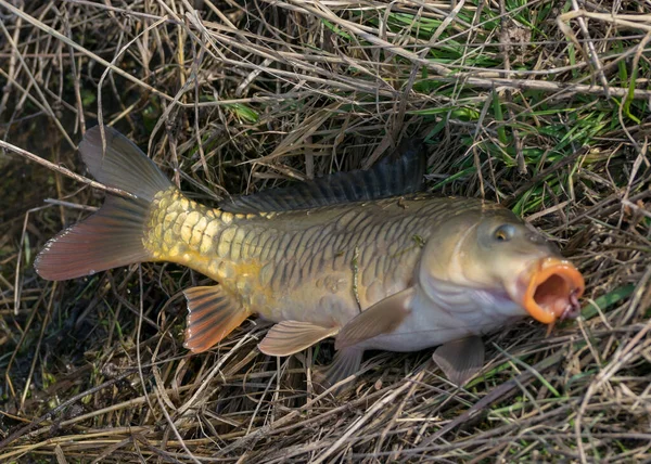 photography with a caught carp on the grass, fishing as a hobby, early spring in nature