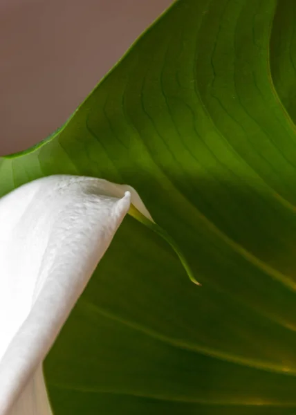 Фото Белым Фрагментом Мозольного Цветка Зелеными Листьями — стоковое фото