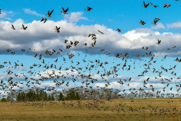 Una Manada Gansos Sorprendidos Abandonando Campo Durante Migración Primavera Otoño — Foto de Stock