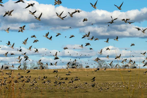 Paisaje Con Una Bandada Aves Migratorias Campo Ganso Migración Aves — Foto de Stock