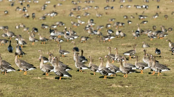 Paisaje Con Una Bandada Aves Migratorias Campo Ganso Migración Aves —  Fotos de Stock