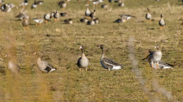 Campo Agrícola Como Lugar Parada Otoño Primavera Migración Aves Gansos — Foto de Stock