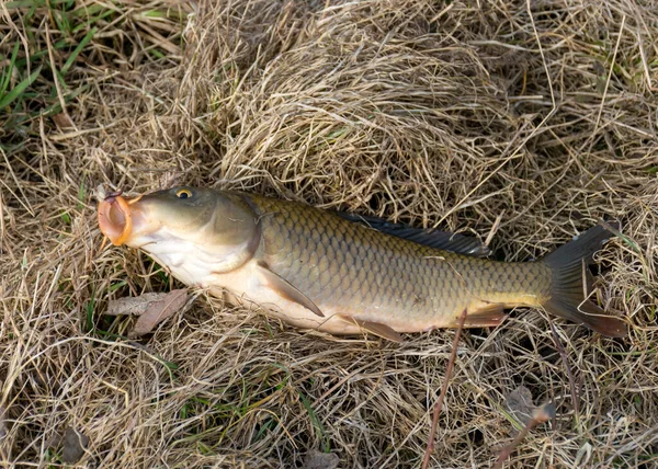 Photography Caught Carp Grass Fishing Hobby Early Spring Nature — Stock Photo, Image