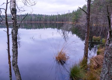 Bataklık gölü kıyısında çeşitli eski ve çürümüş ağaçlar ve ağaç dalları, sel basmış orman bölgesi, bataklık arka planı