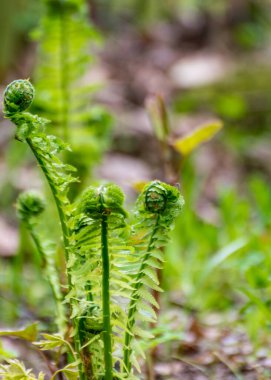 Eğreltiotu yaprağı arka planı, genç, yeşil eğreltiotu filizleri (polipodiophyta), bahar mevsimi. Yakın plan. Bulanık arkaplan