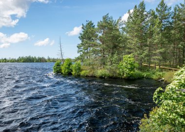 Bataklık gölü olan rüzgarlı bir manzara, göl suyu dalgalanır ve ağaçlar güçlü rüzgarlarla hareket eder, yaz zamanı