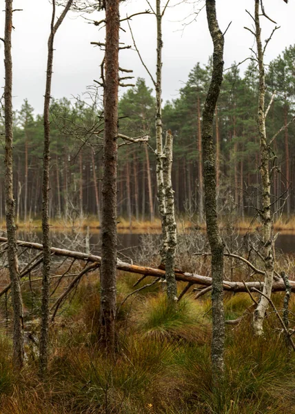 Verschillende Oude Rotte Bomen Boomtakken Aan Oever Van Een Moerassig — Stockfoto
