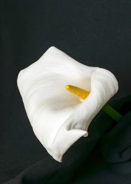 Schöne Weiße Schwiele Auf Schwarzem Hintergrund Nahaufnahme Einer Schwielenblume — Stockfoto