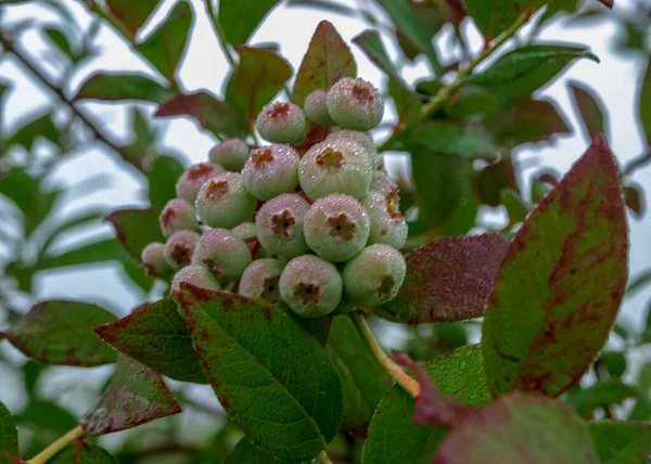 Blaubeerfeld Nahaufnahme Saftiger Blaubeeren Erntezeit Herbstzeit — Stockfoto