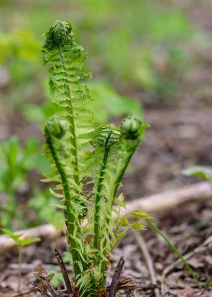 蕨叶叶背 嫩绿色的蕨叶 多毛植物 模糊的背景 — 图库照片