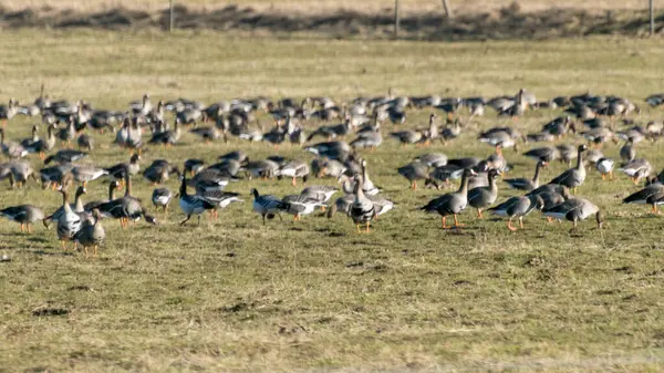 Paisaje Con Una Bandada Aves Migratorias Campo Ganso Migración Aves —  Fotos de Stock