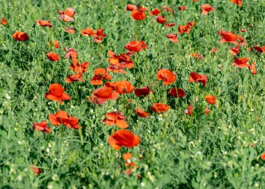 Güzel yaz manzarası çiçek açan kırmızı gelincikler, bulanık arka plan, parlak taç yaprakları