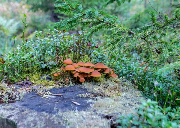 天然森林背景 森林中的野生蘑菇 地衣和干树枝的传统森林背景 秋天森林结构 — 图库照片