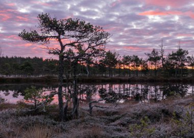 Bataklıkta renkli bir gün doğumu, karanlık bataklık ağacı siluetleri, görkemli gökyüzü, soğuk sonbahar sabahı, bataklık bitkilerinde ilk don, Letonya