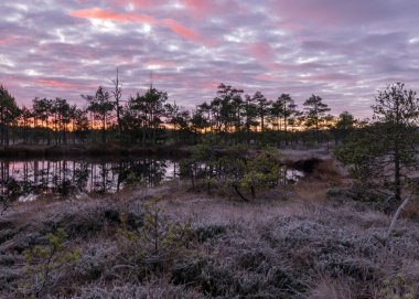 Bataklıkta renkli bir gün doğumu, karanlık bataklık ağacı siluetleri, görkemli gökyüzü, soğuk sonbahar sabahı, bataklık bitkilerinde ilk don, Letonya