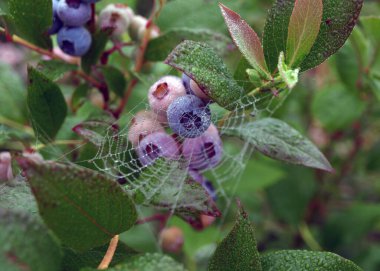 Sabah çiğ tanesinde örümcek ağı, yaban mersini ve yeşil yapraklar, sonbahar sabahı