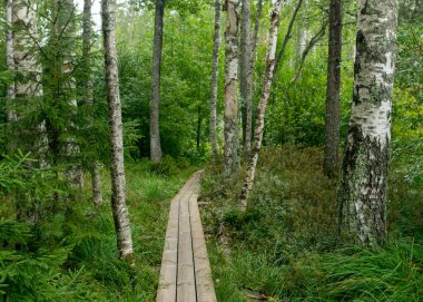 Yağmurlu bir gün, yağmurlu bir zemin, geleneksel bataklık manzarası, ıslak ahşap köprü, bataklık çim ve yosun, yağmurda küçük çamlar, sonbaharda bataklık, Nigula bataklığı, Estonya