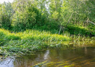 Küçük bir orman nehri olan yeşil yaz manzarası, sudaki güzel yansımalar, vahşi nehir yansıması manzarası..