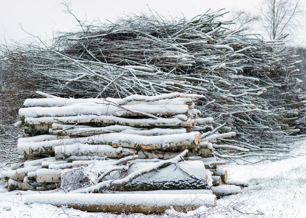 雪に覆われた木の幹 木や低木で冬の風景道端 冬の日 — ストック写真