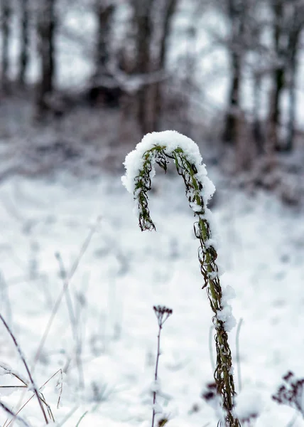 Abstrakt Konsistens Snötäckta Växter Vinterkänslor Vinterkonsistens Lämplig För Tapeter Vinter — Stockfoto