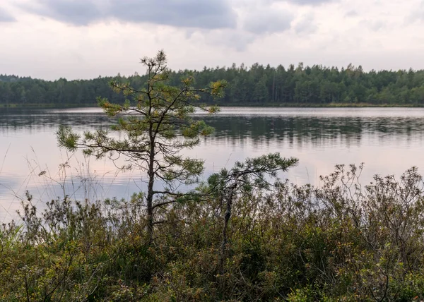 Восени Краєвид Болотним Озером Відбиває Дерево Воді Озера Осінній Час — стокове фото