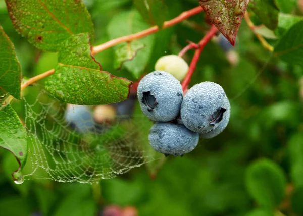 Câmp Afine Vedere Aproape Fructelor Afine Suculente Timp Recoltare Timp — Fotografie, imagine de stoc