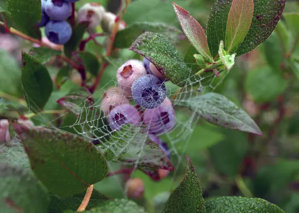 Sabah çiğ tanesinde örümcek ağı, yaban mersini ve yeşil yapraklar, sonbahar sabahı