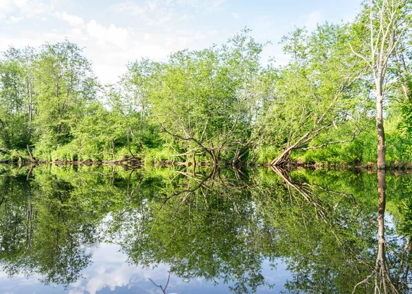 Πράσινο Τοπίο Καλοκαίρι Ένα Μικρό Ποτάμι Δάσος Χαμηλή Ηρεμία Του — Φωτογραφία Αρχείου