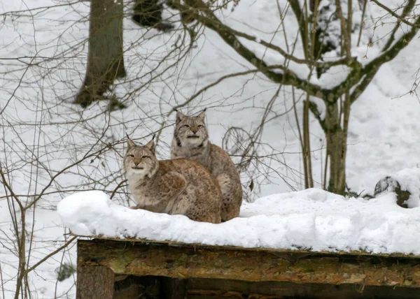 winter landscape with a lynx family, animals sitting on the roof of their house, Gauja National Park, Ligatne, Latvia