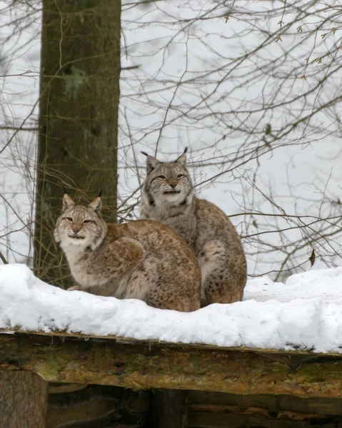 winter landscape with a lynx family, animals sitting on the roof of their house, Gauja National Park, Ligatne, Latvia