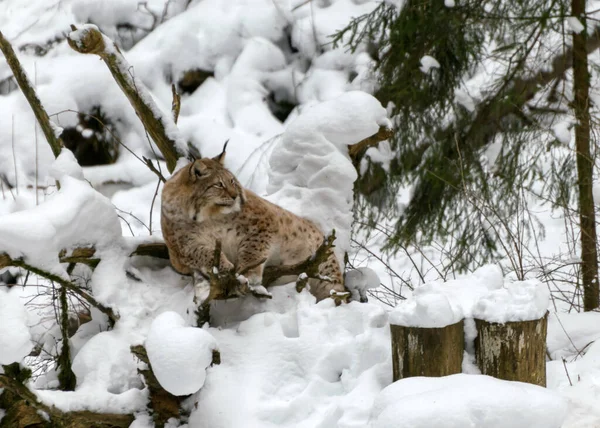 Lince Guarda Visitatori Animale Siede Sulla Neve Blocco Legno Inverno — Foto Stock