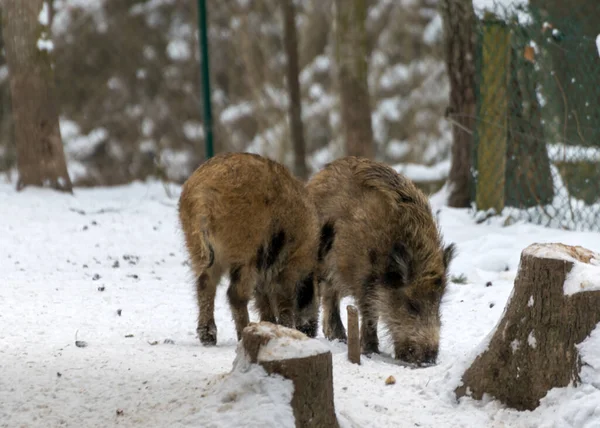 Sanglier Dans Enclos Bois Hiver Parc National Gauja Ligatne Lettonie — Photo