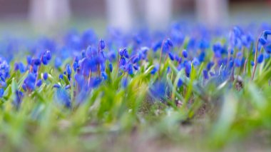 Bahçedeki ilk bahar çiçekleri, (Scilla siberica) bulanık bir arka planda çiçek parçaları, bahar müjdeleri