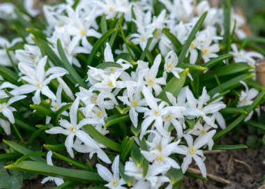 Bahçedeki ilk bahar çiçekleri, bulanık arka plandaki çiçek parçaları, bahar müjdeleri.