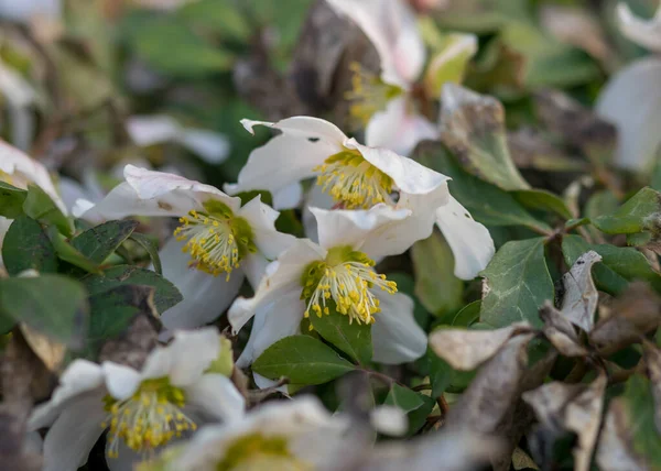 Primera Primavera Flores Jardín Fragmentos Flores Sobre Fondo Borroso Heraldos — Foto de Stock