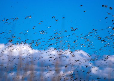 İlkbahar / sonbahar göçü sırasında tarladan ayrılan sürpriz kaz sürüsü, mavi gökyüzündeki kaz sürüsü.