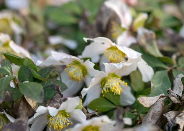 Erste Frühlingsblumen Garten Blütenfragmente Auf Verschwommenem Hintergrund Frühlingsboten — Stockfoto