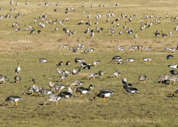 Paisaje Con Una Bandada Aves Migratorias Campo Ganso Migración Aves — Foto de Stock