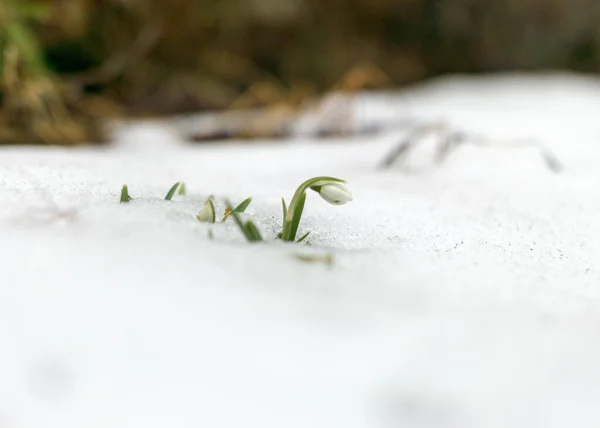 在雪地里放着白雪公主的照片 第一片白雪公主象征着冬天的离去和春天的到来 — 图库照片