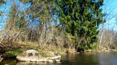 Baharda küçük, vahşi bir nehrin kıyılarını görmek, çıplak ağaçlar, sudaki yansımalar, küçük vahşi bir nehir, Letonya 'daki Abuls nehri.