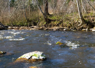 İlkbaharda küçük, vahşi bir nehrin kıyılarını görmek, nehirde taşlı engebeli bir bölge, çıplak ağaçlar, sudaki yansımalar, Letonya 'daki küçük vahşi bir nehir, Abuls Nehri