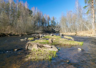 İlkbaharda küçük, vahşi bir nehrin kıyılarını görmek, nehirde taşlı engebeli bir bölge, çıplak ağaçlar, sudaki yansımalar, Letonya 'daki küçük vahşi bir nehir, Abuls Nehri