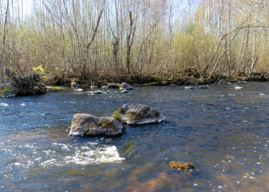 İlkbaharda küçük, vahşi bir nehrin kıyılarını görmek, nehirde taşlı engebeli bir bölge, çıplak ağaçlar, sudaki yansımalar, Letonya 'daki küçük vahşi bir nehir, Abuls Nehri