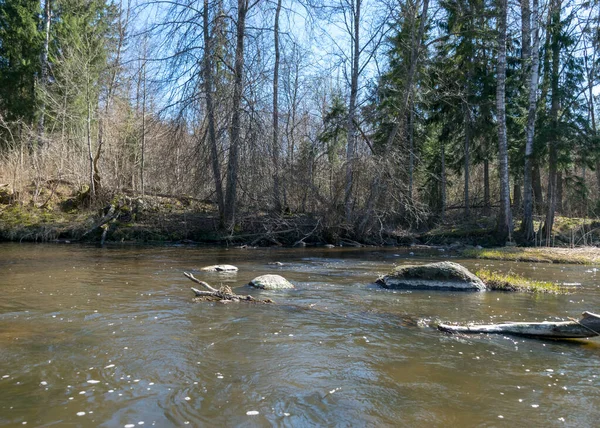 Vista Sulle Rive Piccolo Fiume Selvaggio Primavera Alberi Spogli Riflessi — Foto Stock