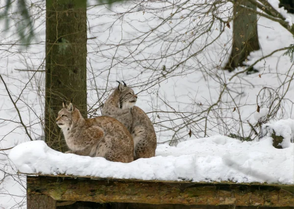 winter landscape with a lynx family, animals sitting on the roof of their house, Gauja National Park, Ligatne, Latvia