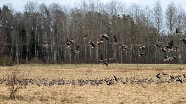 Krajobraz Migrującym Stadem Ptaków Polach Gęsi Sezonowa Migracja Ptaków Krajobrazowych — Zdjęcie stockowe