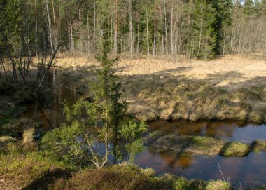 İlkbaharın başlarında küçük, vahşi bir nehir, çıplak ağaçlar, sudaki yansımalar, nehir kıyısındaki kuru çimenler, Stikupe, Vaidava, Letonya