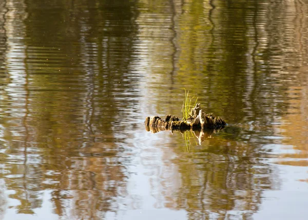 Alter Baumstumpf Wasser Abstrakter Und Verschwommener Wasserhintergrund Wassertextur — Stockfoto