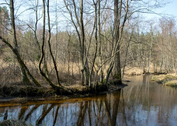 早春风景 有一条小的野生河流 光秃秃的树木 水中的倒影 河岸上的干草 拉脱维亚瓦伊达瓦 Stikupe — 图库照片